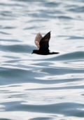 band-rumped storm-petrel