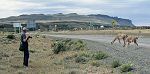 photograhoing guanacos Torres del Paine Patagonia Chile