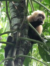 capuchin costa rica