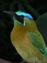 motmot costa rica