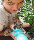 feeding mountain lion cub