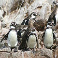 humboldt penguin san lorenzo peru 
