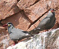 inca terns