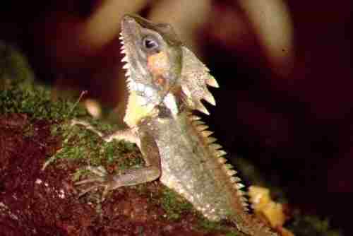 boyds forest dragon Queensland rainforest Australia