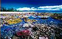 coral garden Frankland Islands