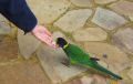 28 parrot being fed