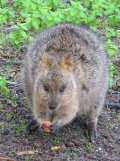 quokka rottnest island