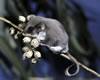 feathertail glider Australia