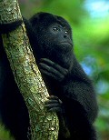 black howler monkey 