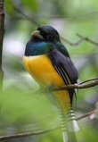 black-throated trogon