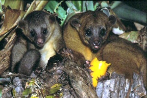 kinkajous - photo by Chaa Creek Lodge