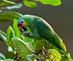 red-lored parrot