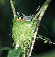 spectacled flycatcher rainforest Queensland Australia