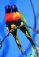 lorikeets
