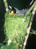 spectacled flycatcher