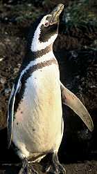 Magellanic penguin