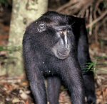 sulawesi black macaque