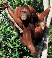 orangutan mother and baby