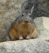 viscacha at machu picchu