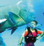diver with wrasse great barrier reef