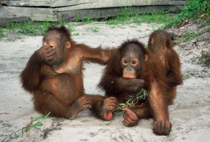 young orangutans